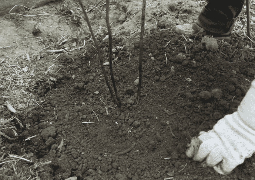 <strong>حضّر التربة مسبقًا</strong><br>