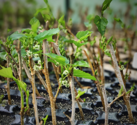 <strong>العناية بمنطقة قاعدة النبات</strong><br>